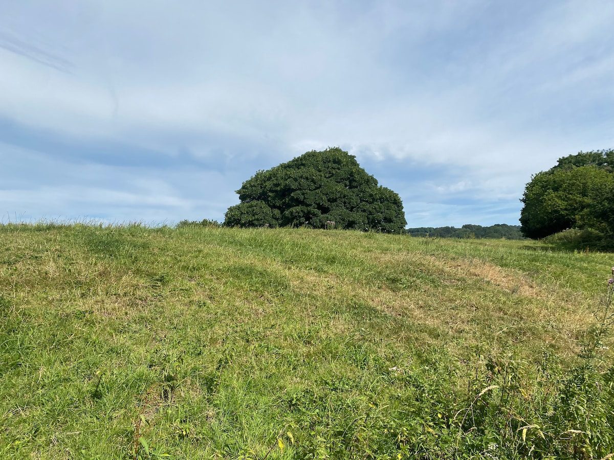 Grassy hillside and mature trees on the walking route from the cabin